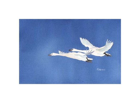 An Original Watercolor by Maida Kelley of two swans as they head north