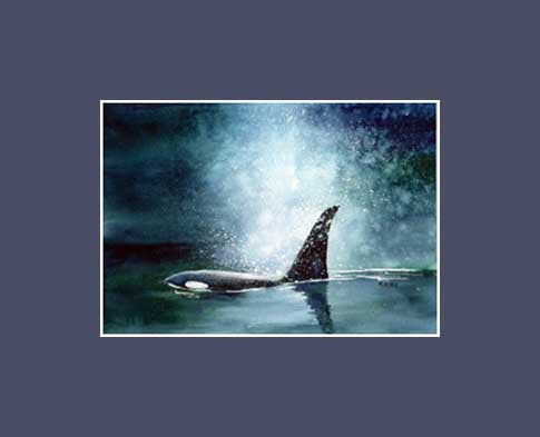 Art print of Orca or Killer whale by Maida Kelley. Matted in dark blue