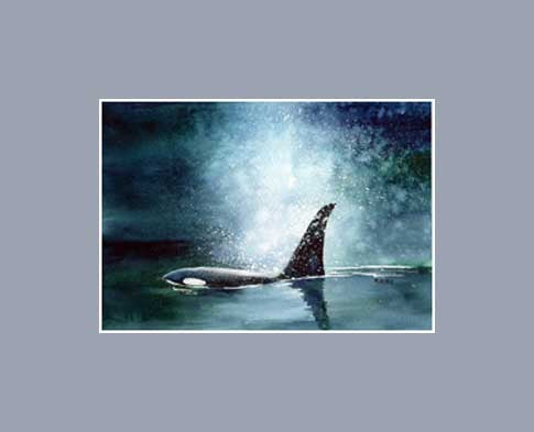 Art print of Orca or Killer whale by Maida Kelley. Matted in Gray