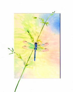 Alaska Dragonfly print by Maida Kelley.  Matted in standard sizes. Decorative painting on edge available.